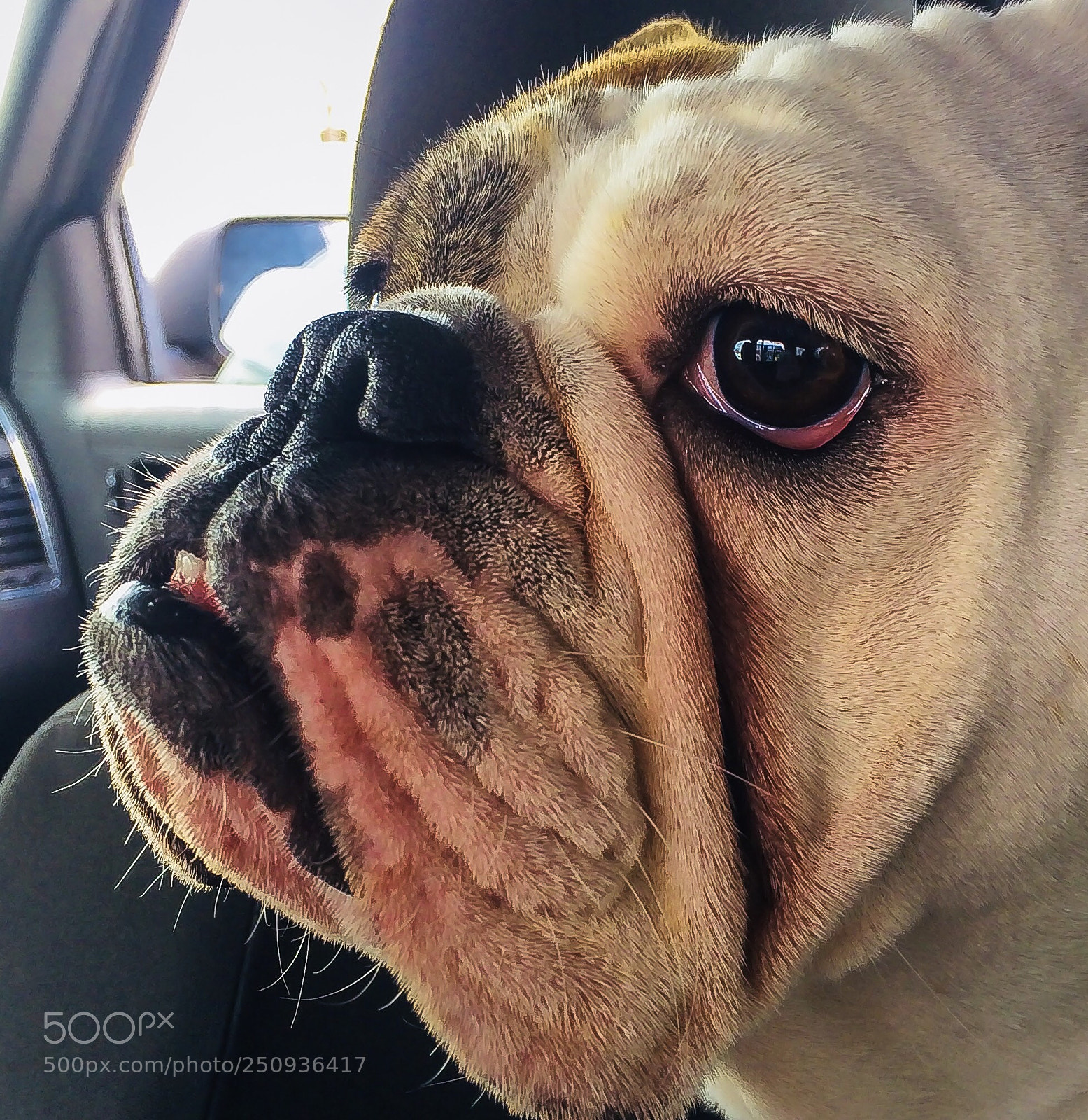 Apple iPhone 5s sample photo. My dog photography