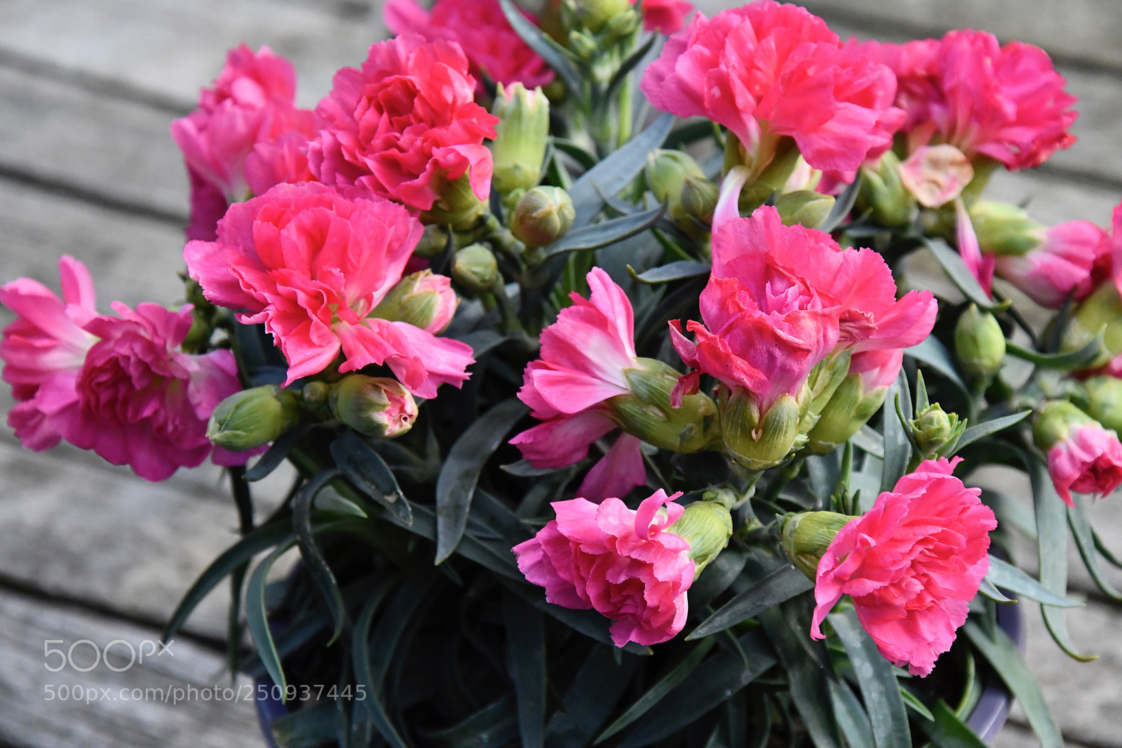 Nikon D7500 sample photo. Red easter flowers photography