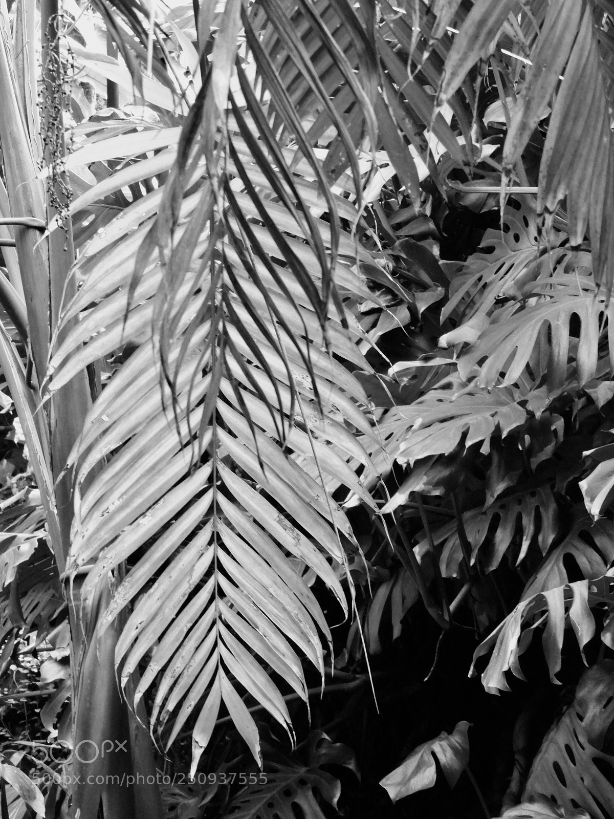 Nikon Coolpix B700 sample photo. Hojas grandes photography