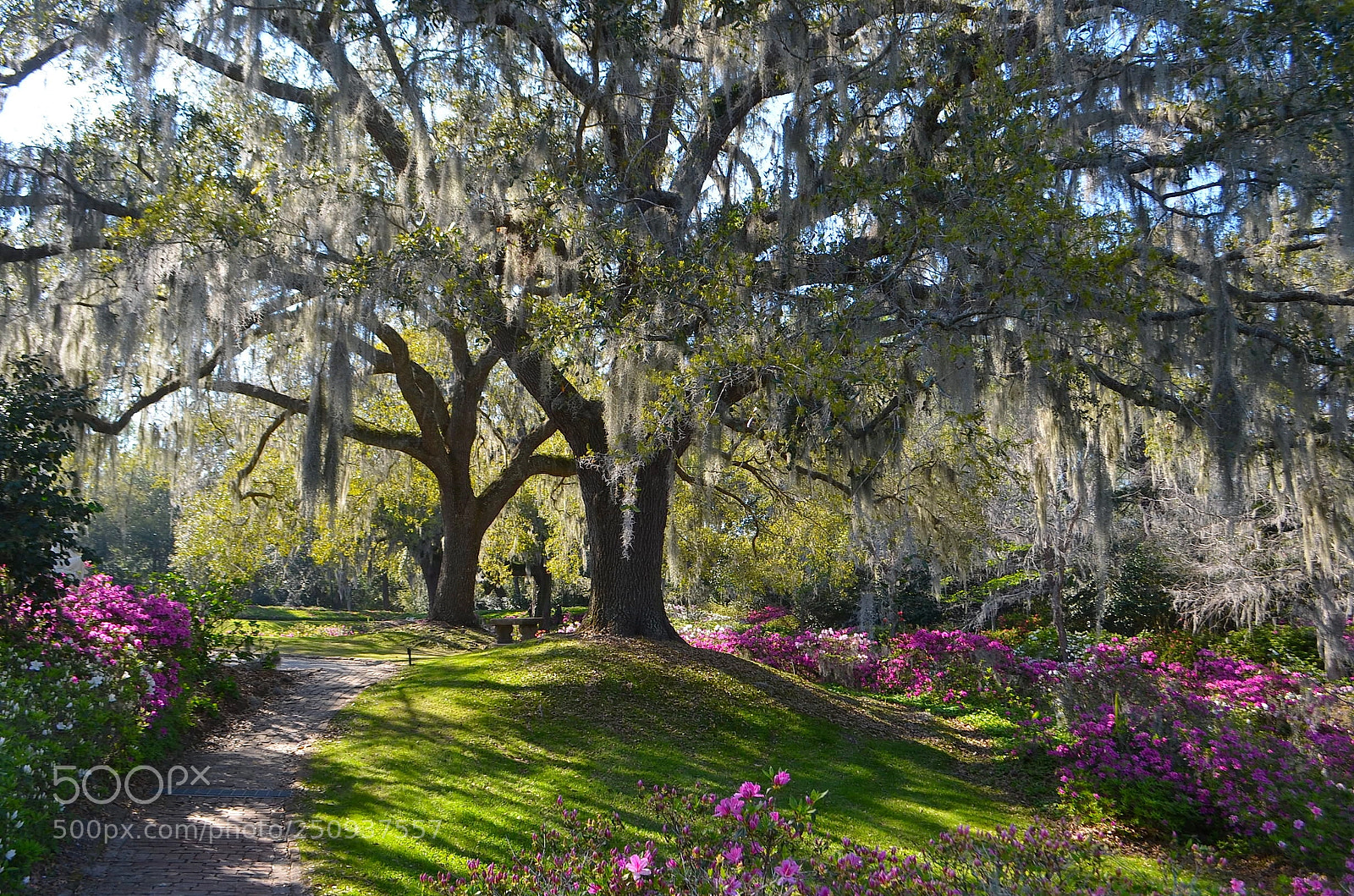 Nikon D5100 sample photo. Middleton place in spring photography