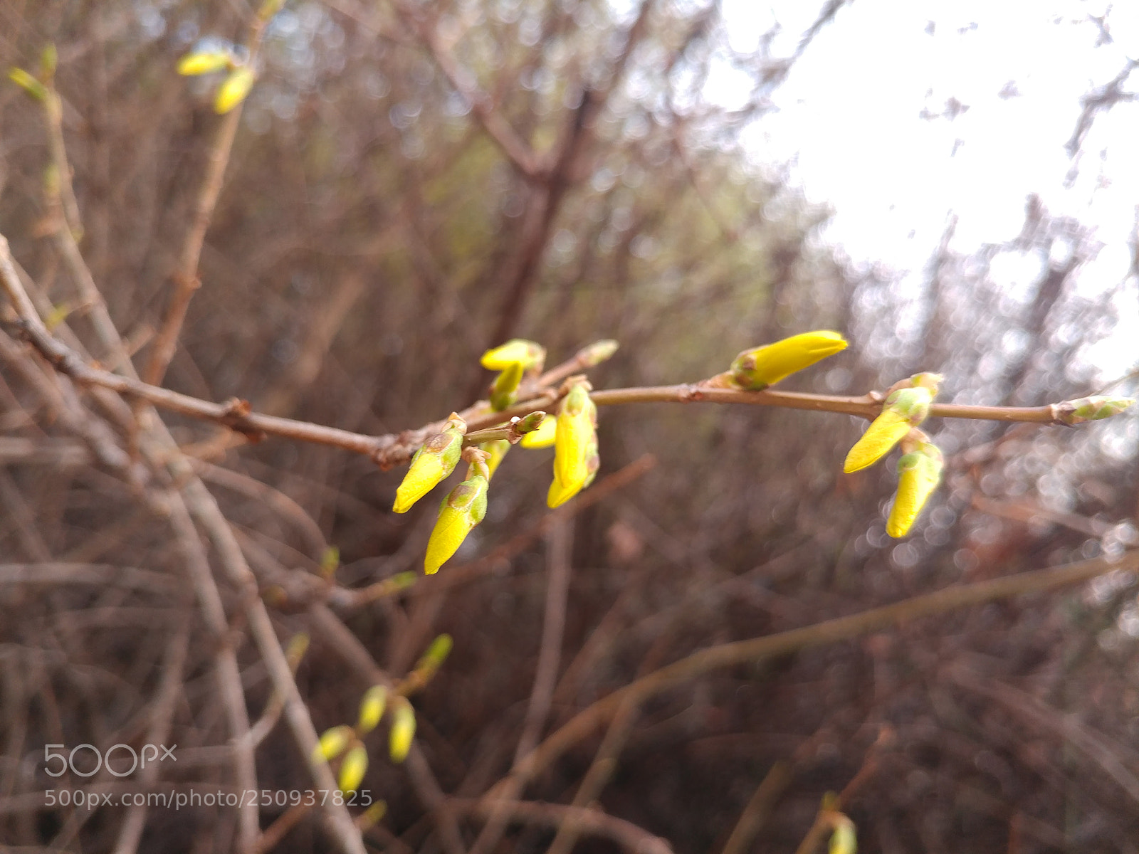 LG V20 sample photo. Forsythia koreana photography