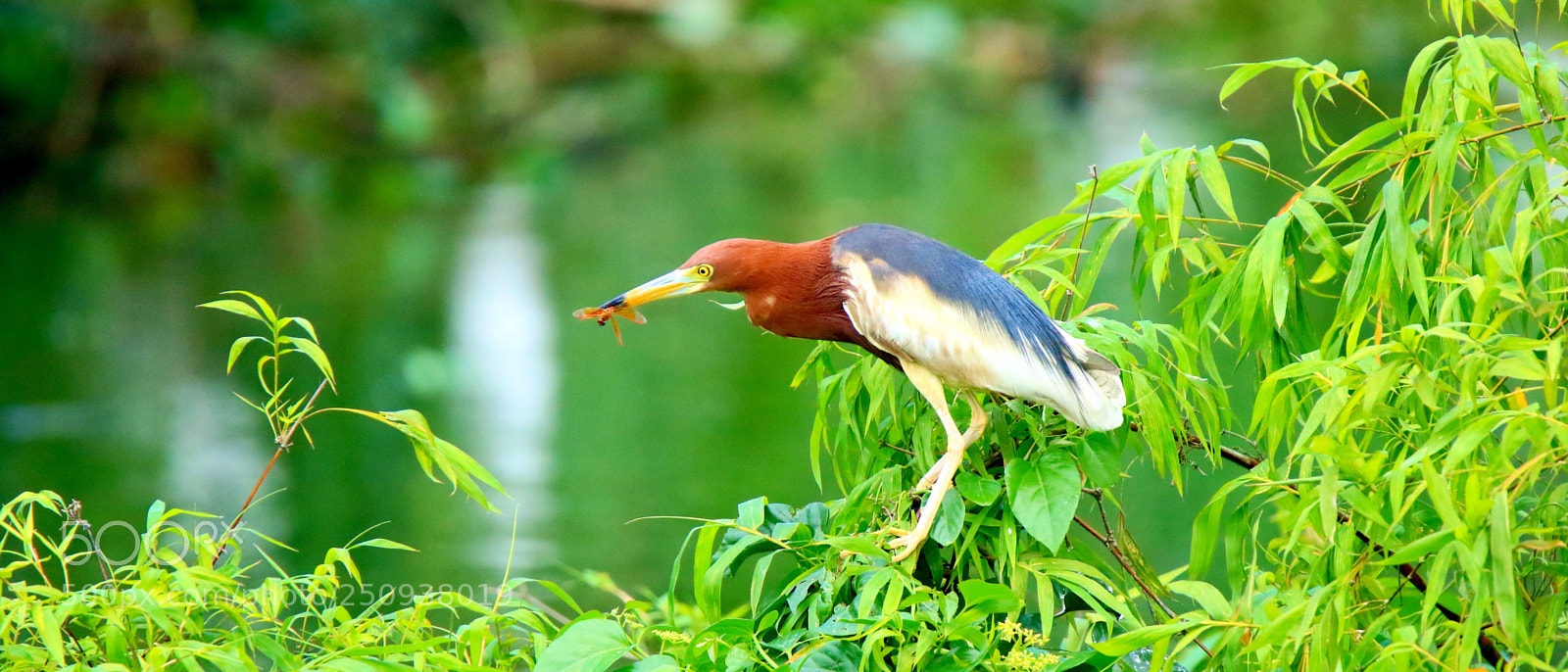 Canon EOS 7D Mark II sample photo. Chinese pond heron photography