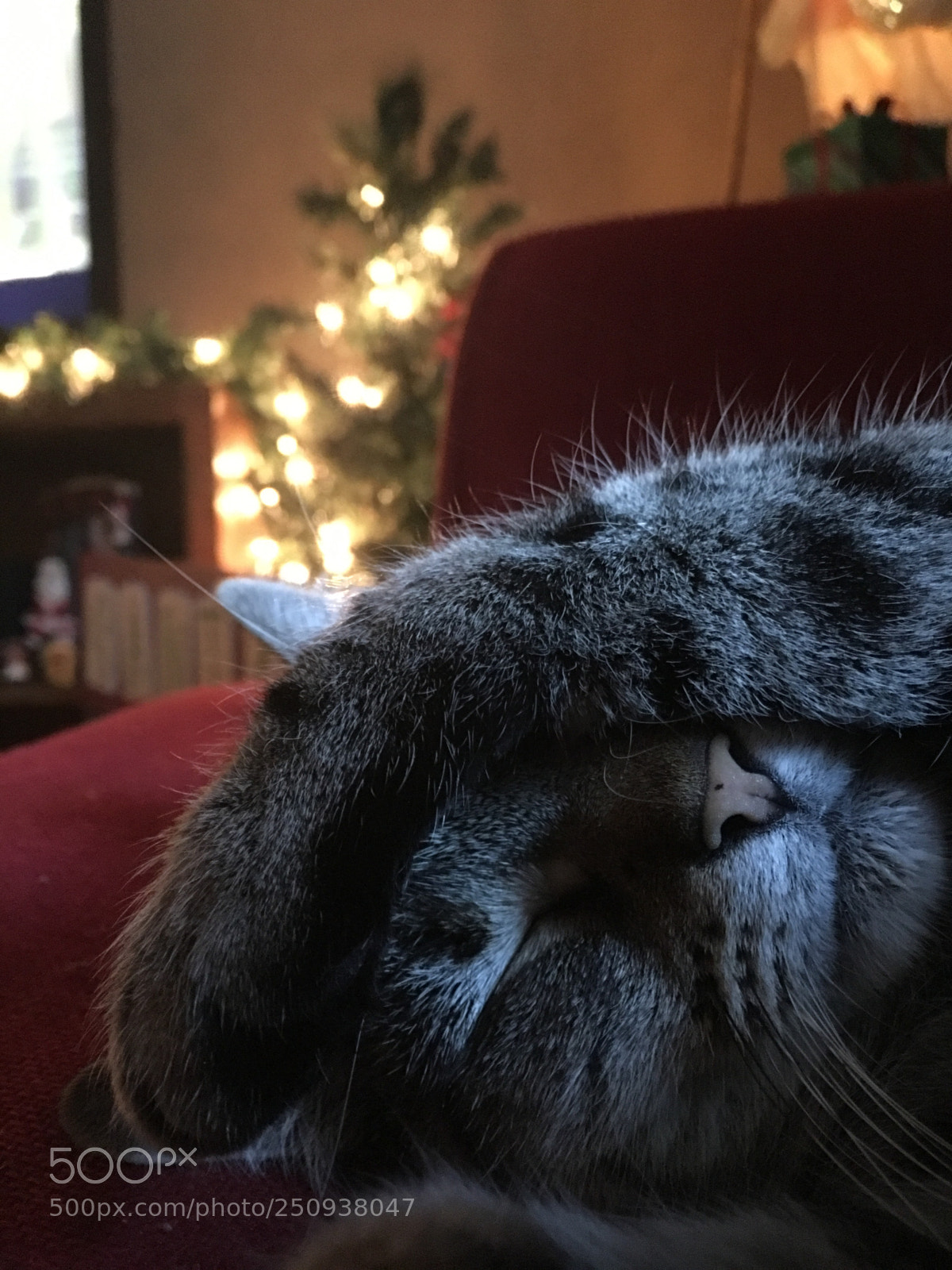 Apple iPhone 6s Plus sample photo. Cat naps  photography