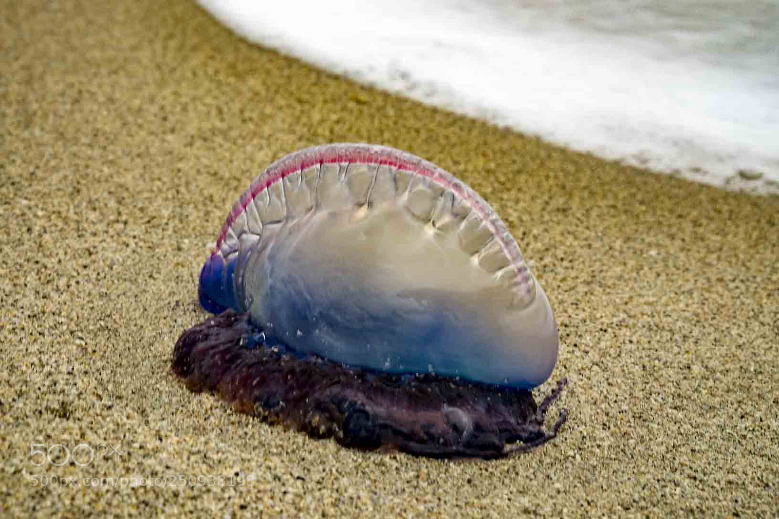 Fujifilm X-T1 sample photo. Jelly fish photography