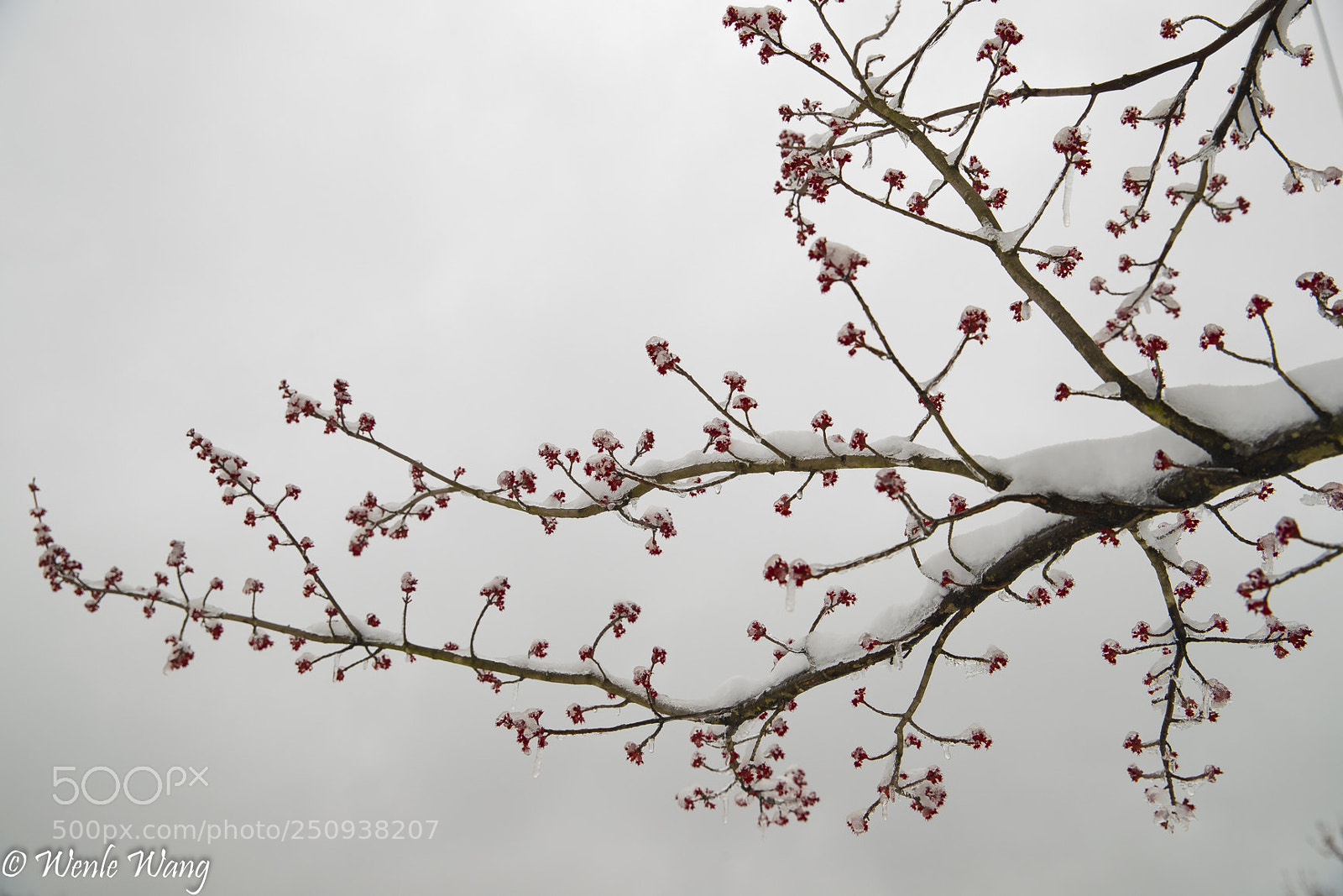 Canon EOS-1D X Mark II sample photo. Lrsmall photography