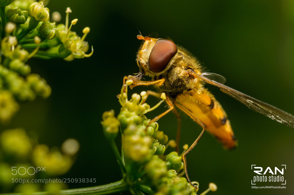 Nikon D90 sample photo. Hoverfly photography