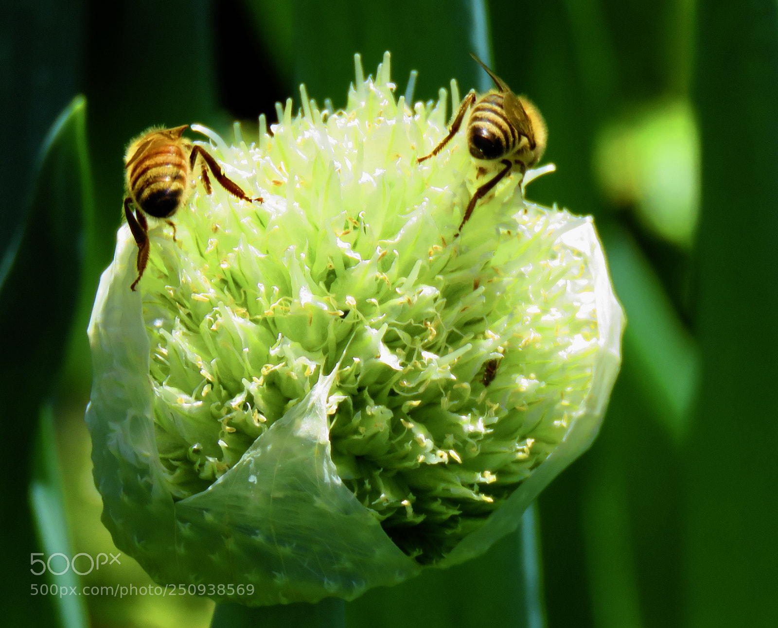 Canon PowerShot SX60 HS sample photo. Bees' butts photography