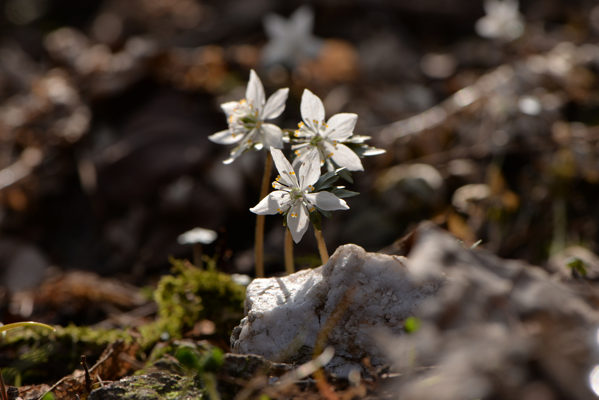 Nikon AF-S Micro-Nikkor 105mm F2.8G IF-ED VR sample photo