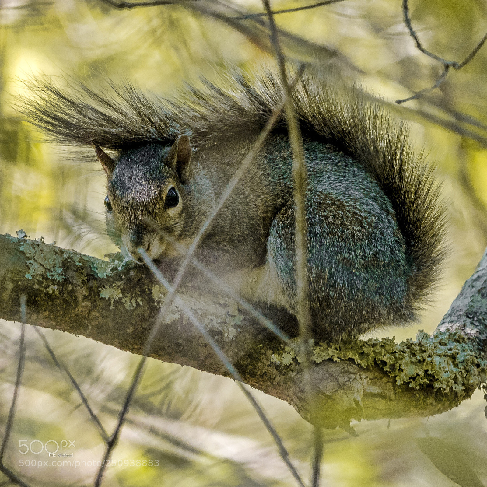Sony a7R III sample photo. I see you photography