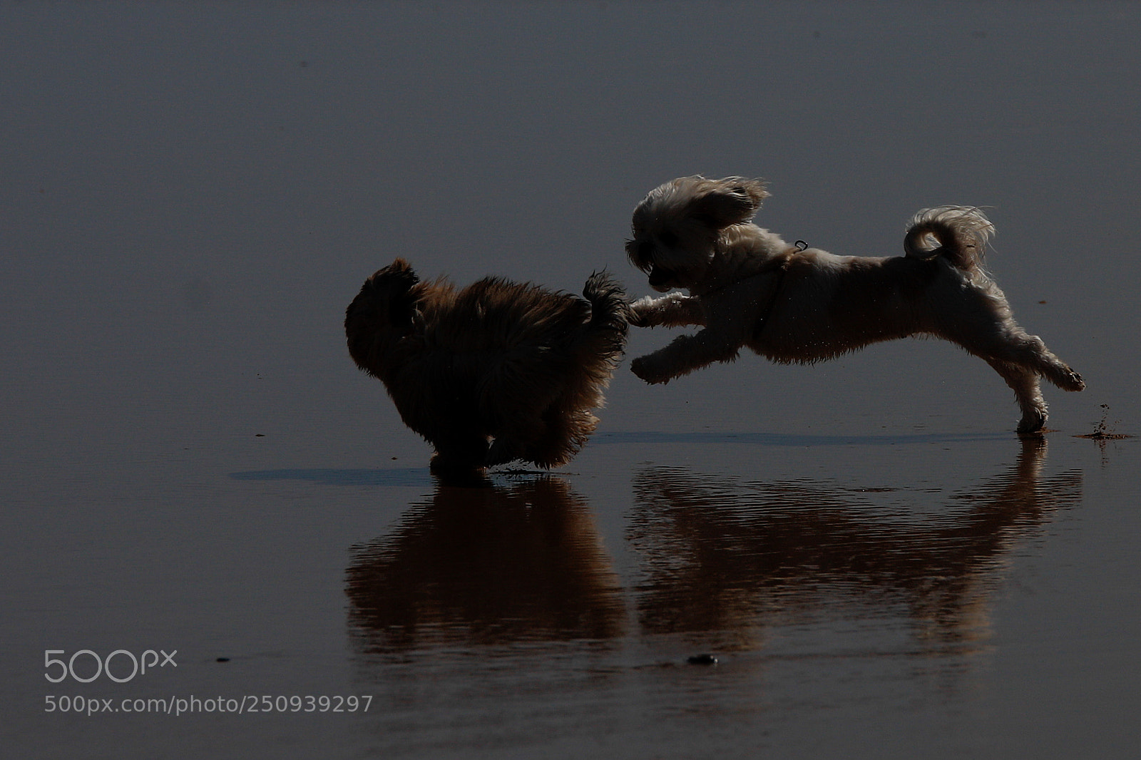 Canon EOS 6D Mark II sample photo. Friends!! photography