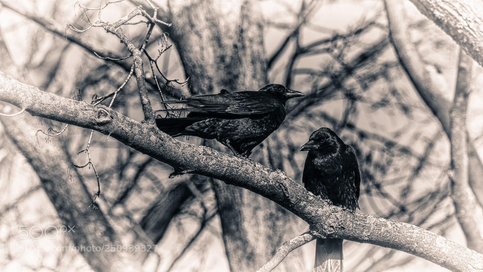 Nikon D500 sample photo. Crows - b w photography