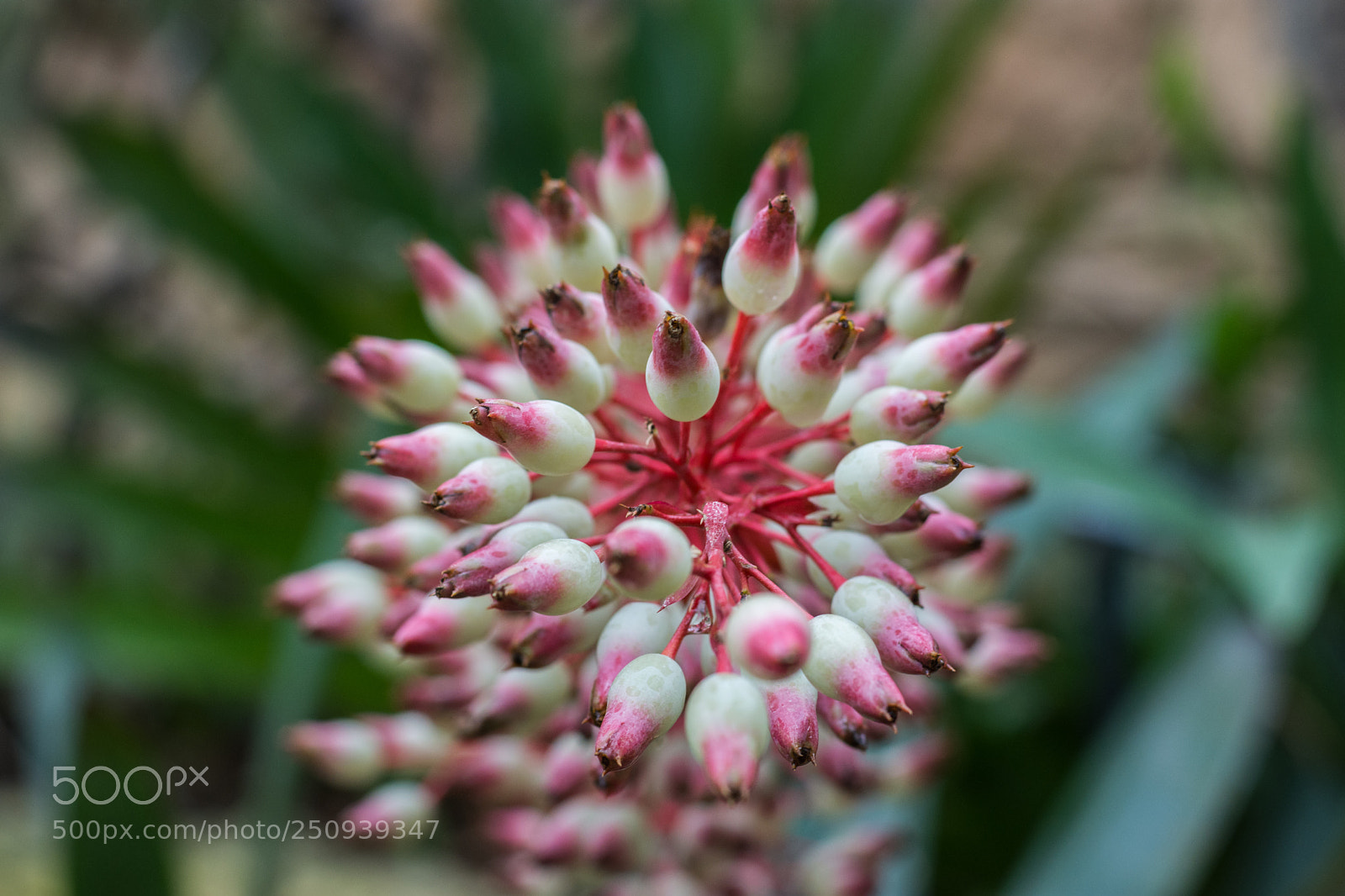 Nikon D7200 sample photo. Many, but one. photography