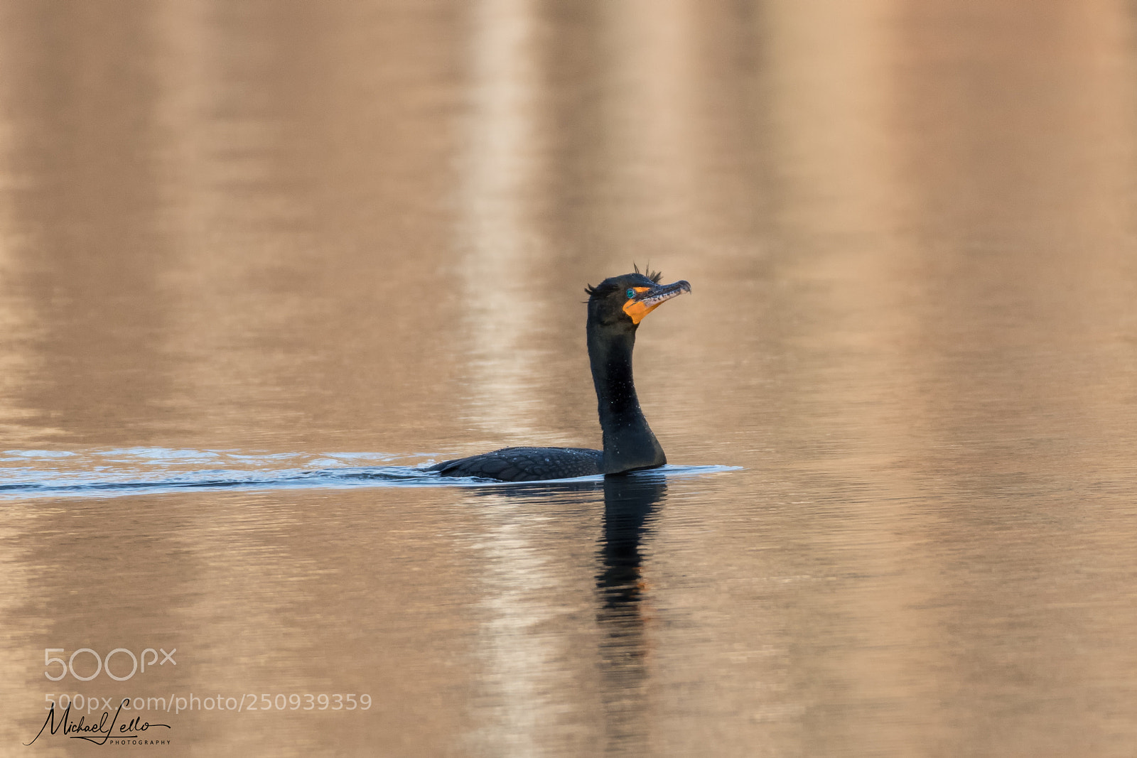 Nikon D500 sample photo. Double-crested cormorant at sunset photography