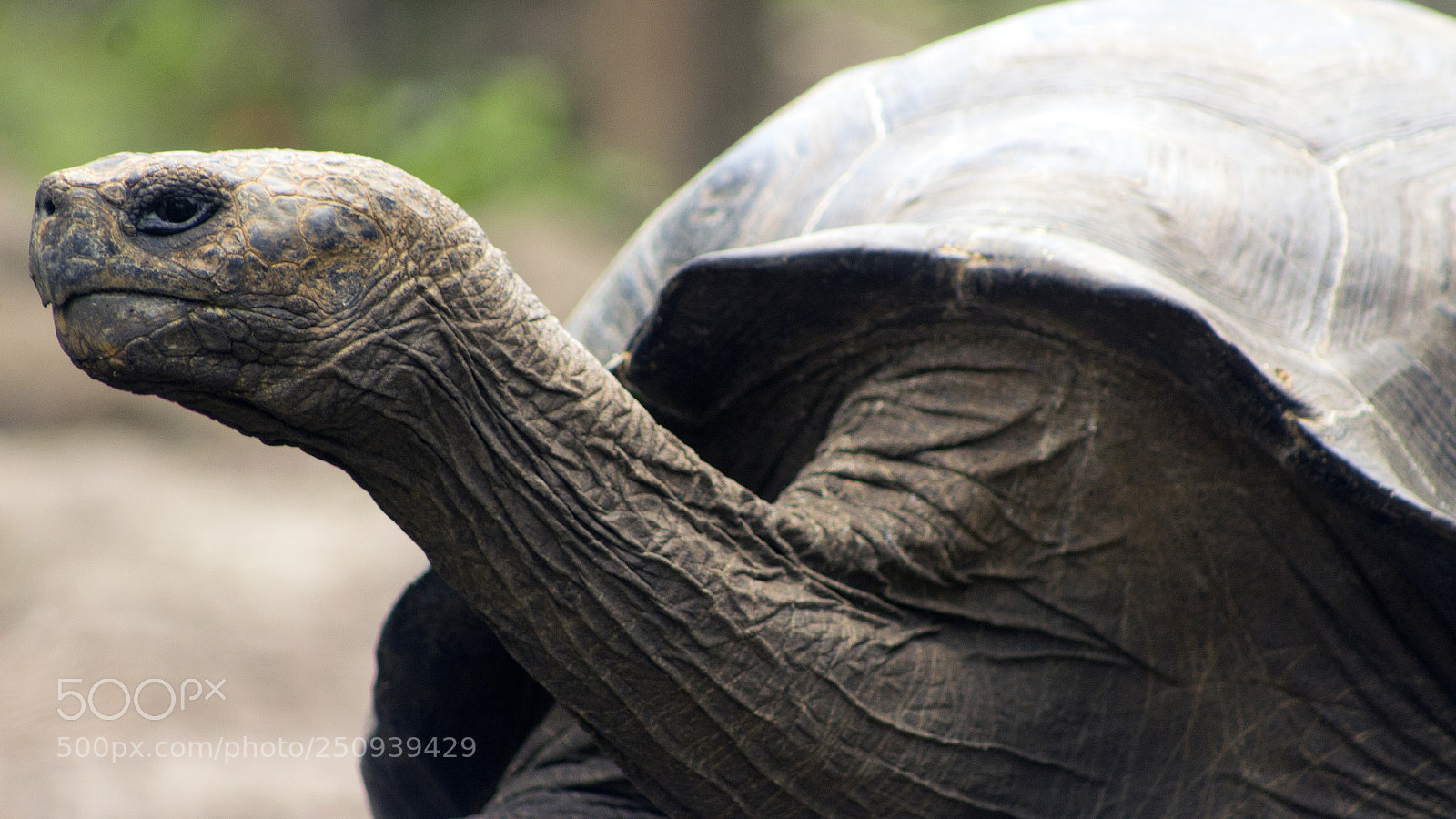 Canon EOS 1200D (EOS Rebel T5 / EOS Kiss X70 / EOS Hi) sample photo. Tortoise - san cristobal photography