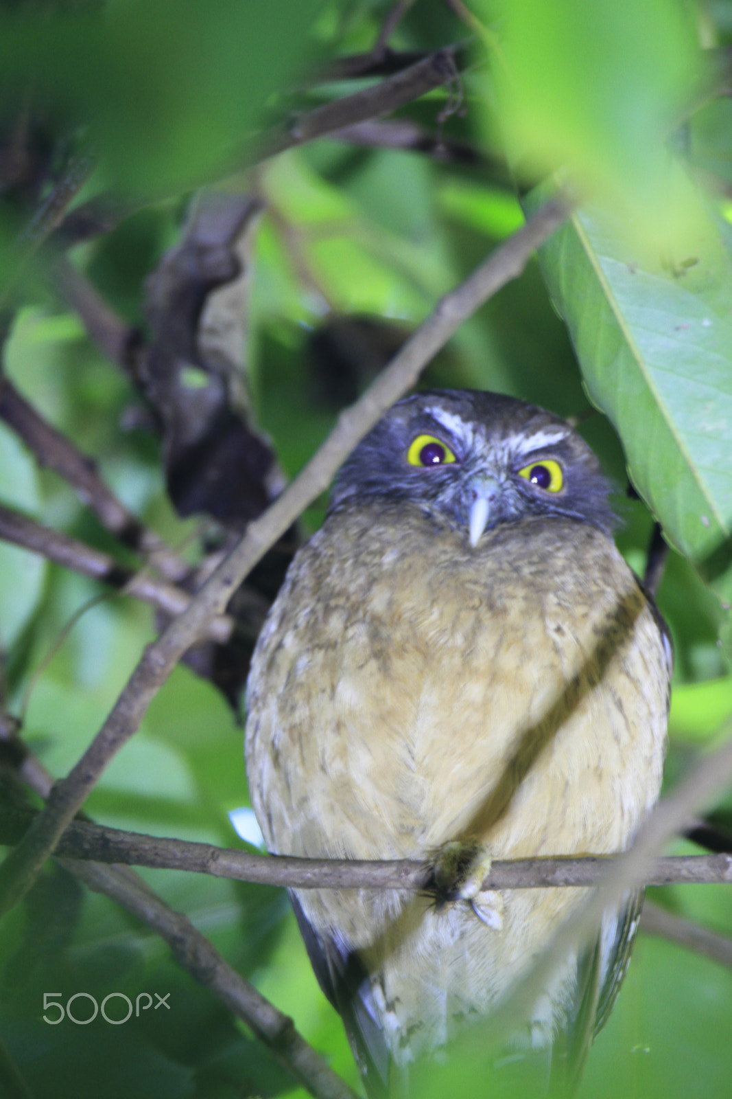 Tamron SP 150-600mm F5-6.3 Di VC USD sample photo. Let me sleep! photography