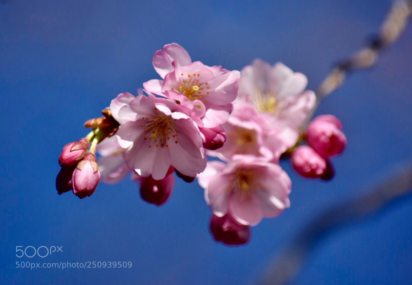 Nikon D7200 sample photo. Cherry blossom  photography