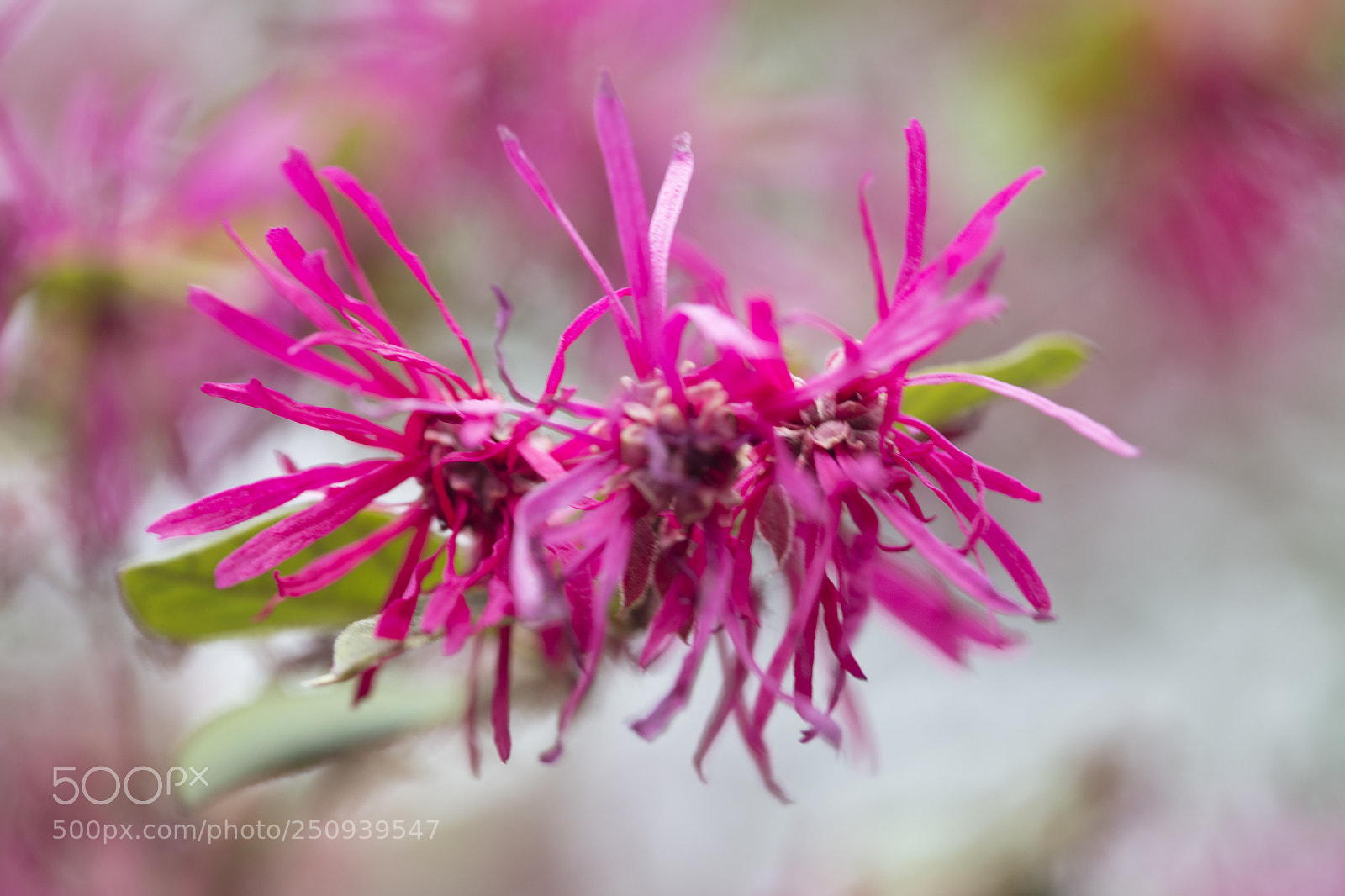Canon EOS 5DS sample photo. Pink fireworks photography