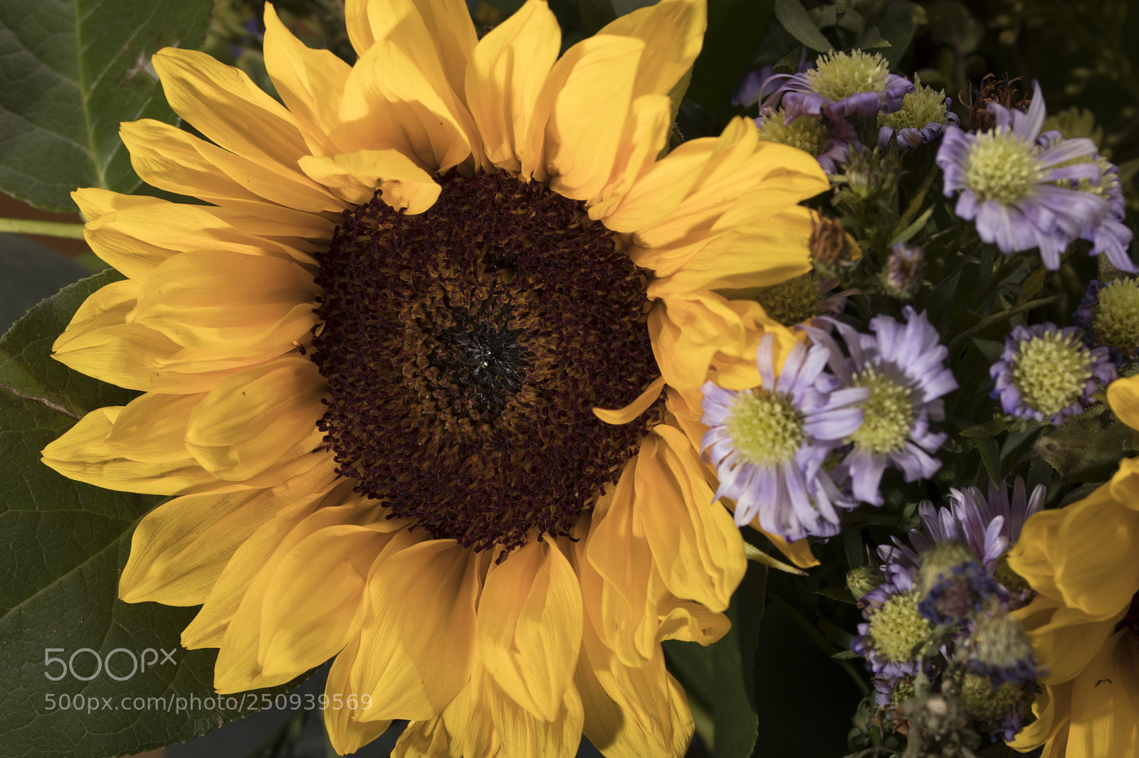 Canon EOS 77D (EOS 9000D / EOS 770D) sample photo. Sunflower photography