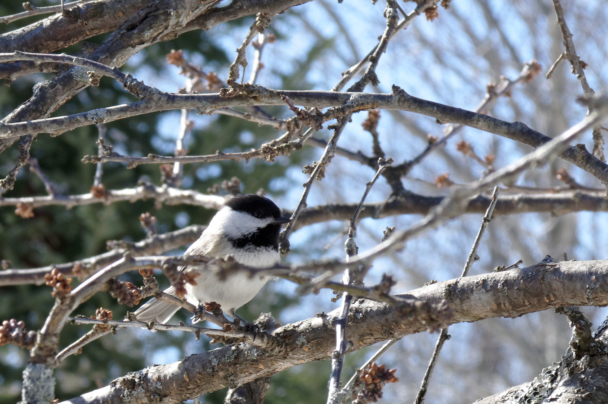 Pentax KP sample photo. Black capped chickadee in a plum tree photography