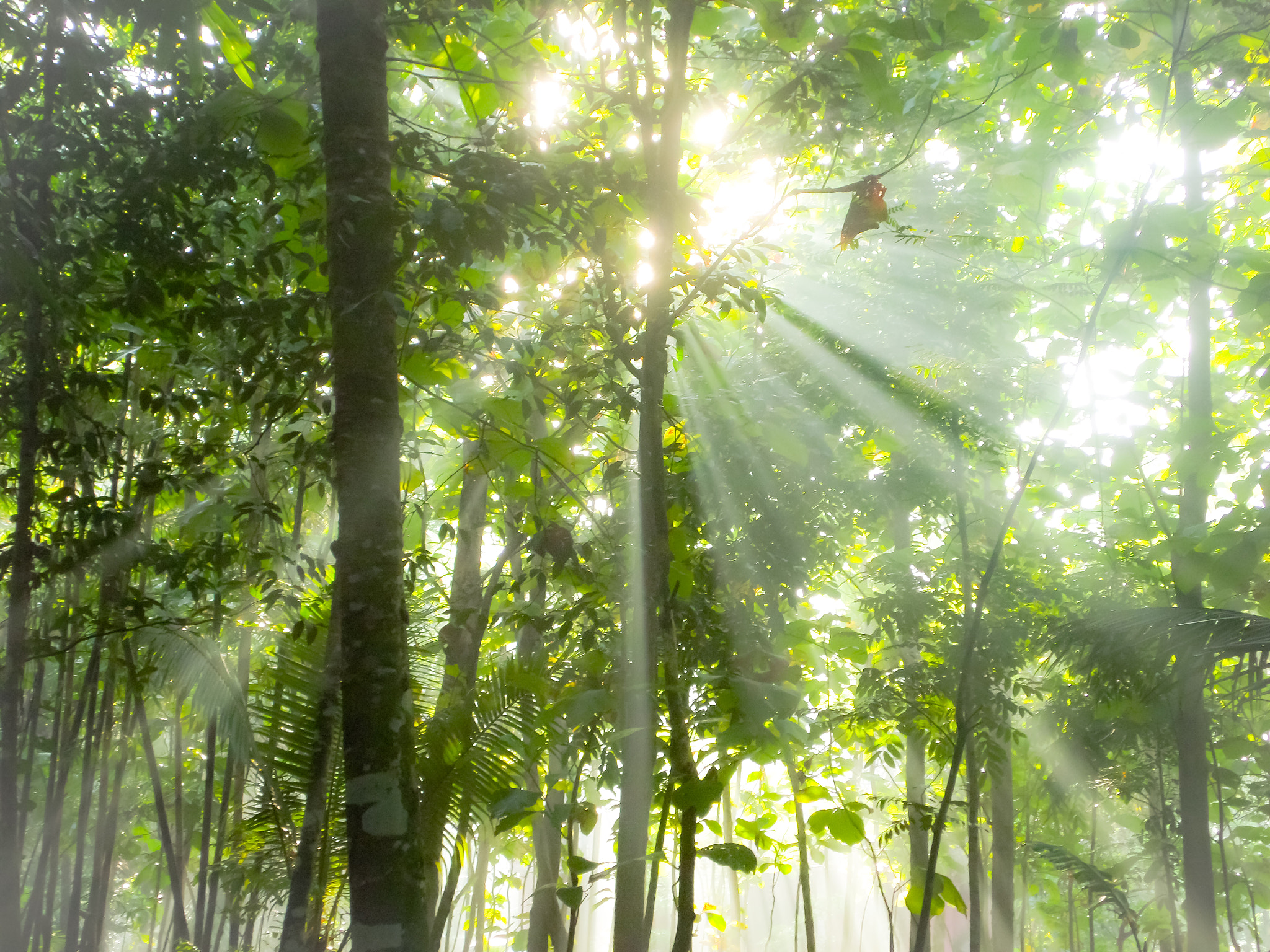 Samsung DV150F/DV151F/DV155F sample photo. Morning rays photography