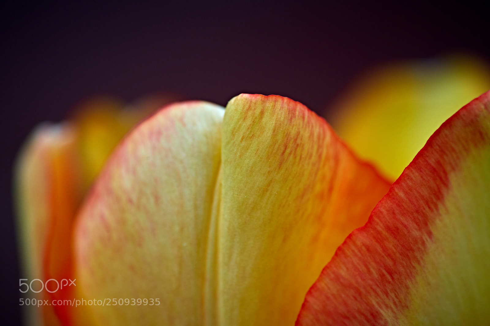 Sony a7 II sample photo. Tu-lips photography