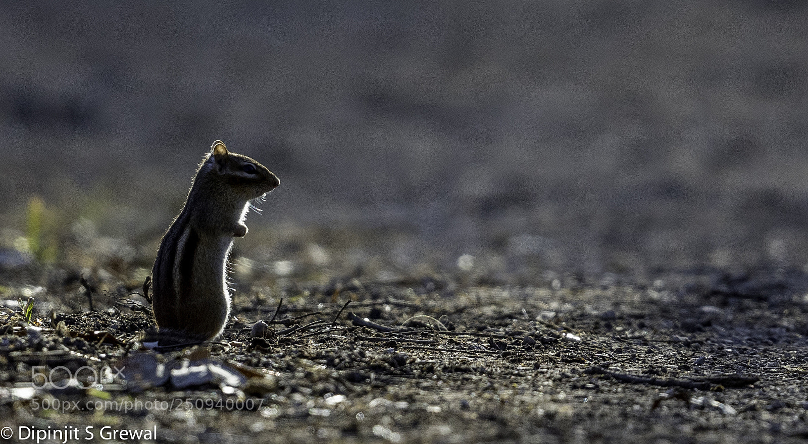 Canon EOS 5D Mark IV sample photo. Chipmunk photography