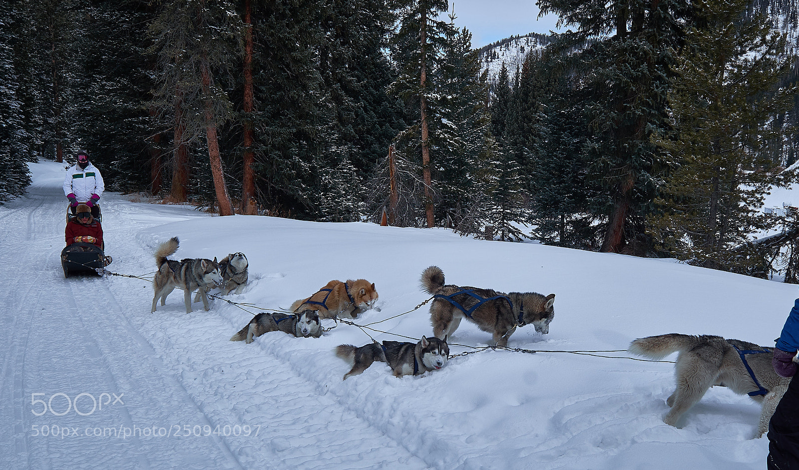 Fujifilm X-E2 sample photo. Huskies take a breather photography