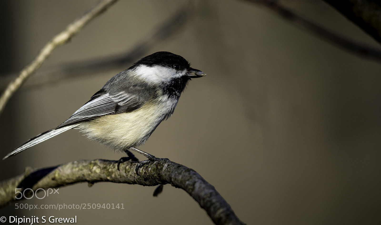 Canon EOS 5D Mark IV sample photo. Chickadee photography