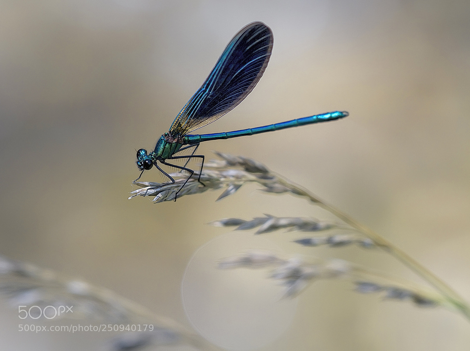 Canon EOS 7D sample photo. Odonata photography