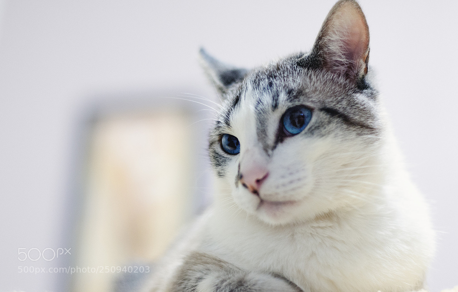 Nikon D610 sample photo. Testing d610 with 2k photography