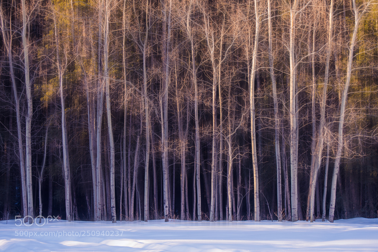 Nikon D610 sample photo. Aspens photography