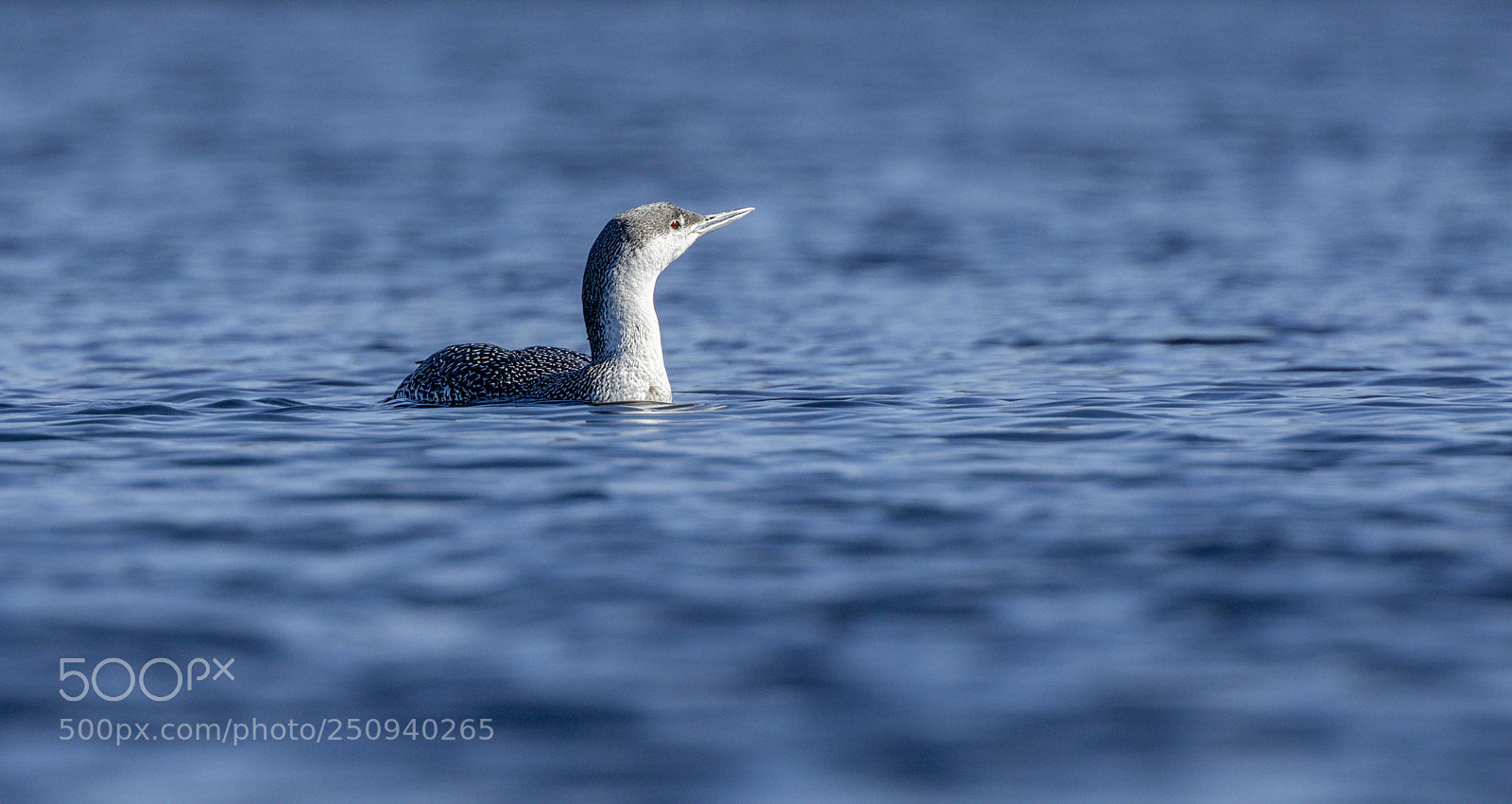 Canon EOS 5D Mark IV sample photo. Red throated loon photography