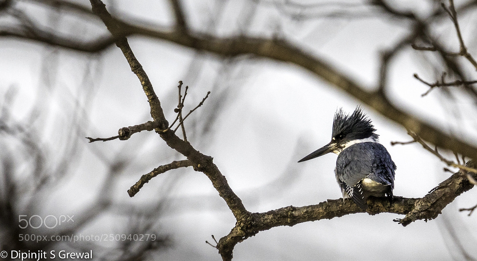 Canon EOS 5D Mark IV sample photo. Belted kingfisher photography