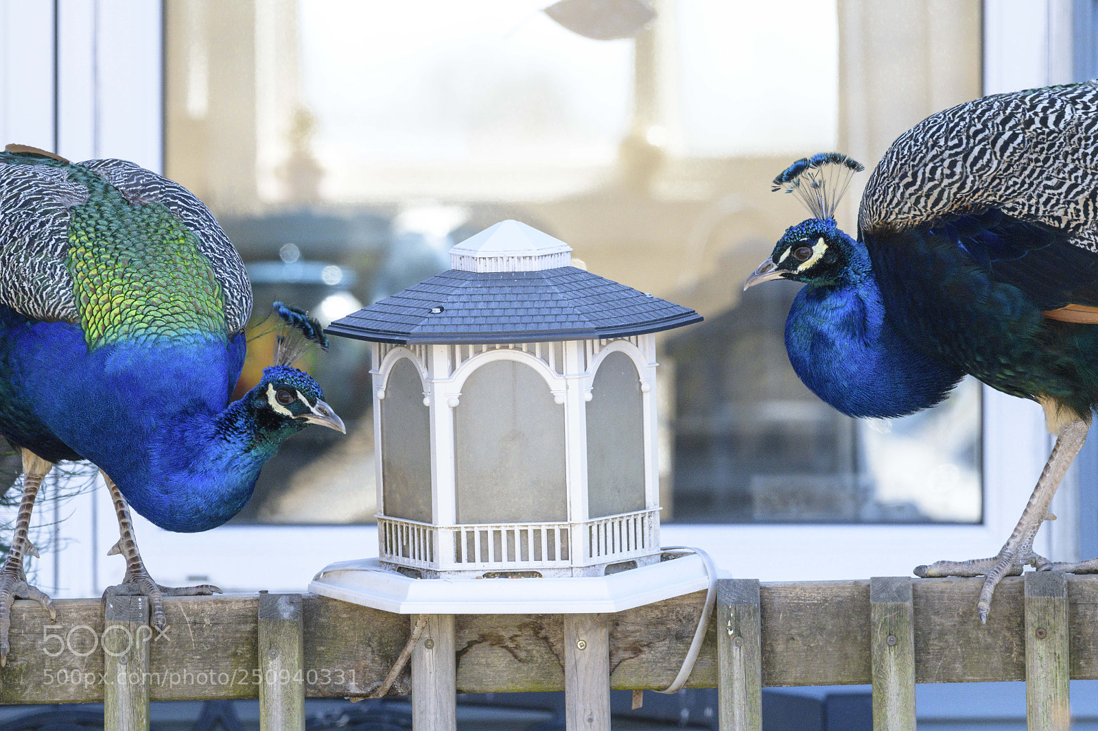 Nikon D850 sample photo. Two blue birds at photography