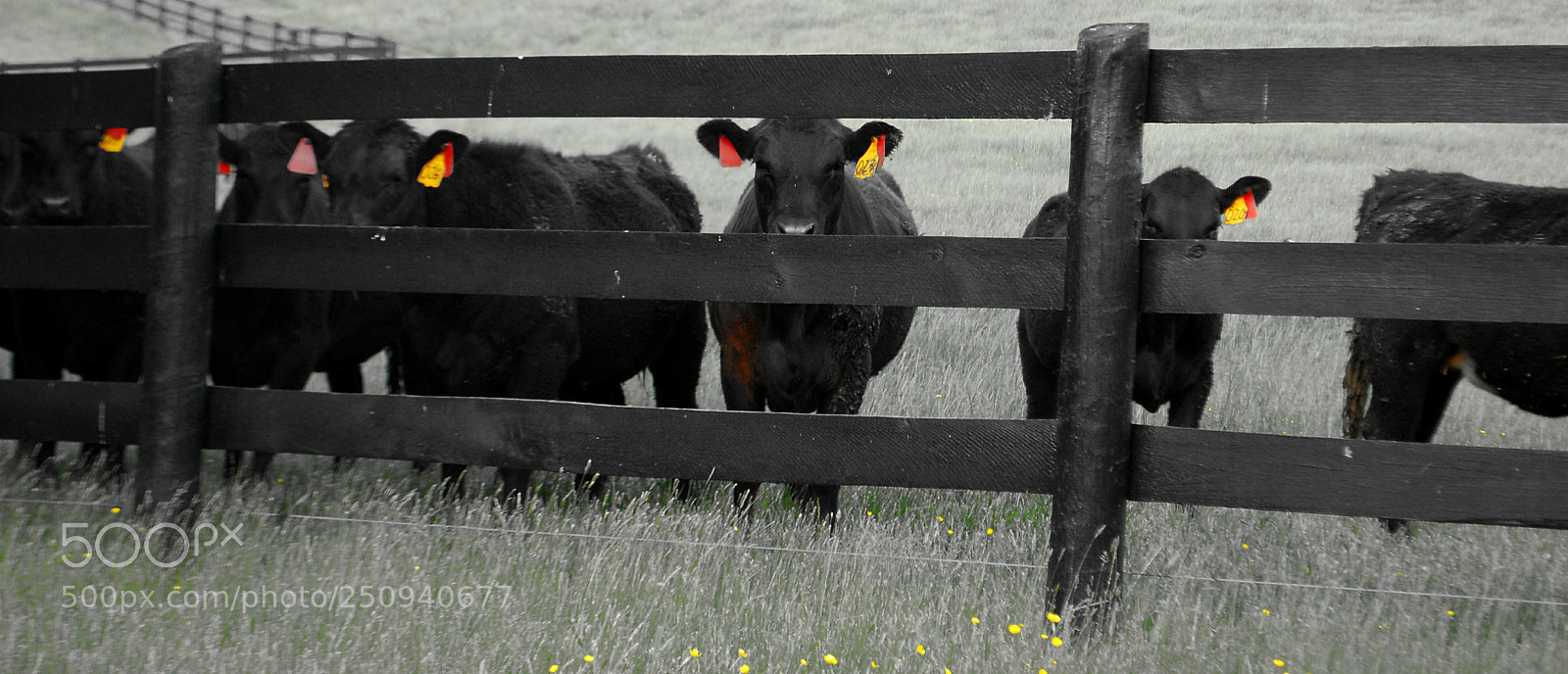 Nikon D60 sample photo. Cows in a row photography
