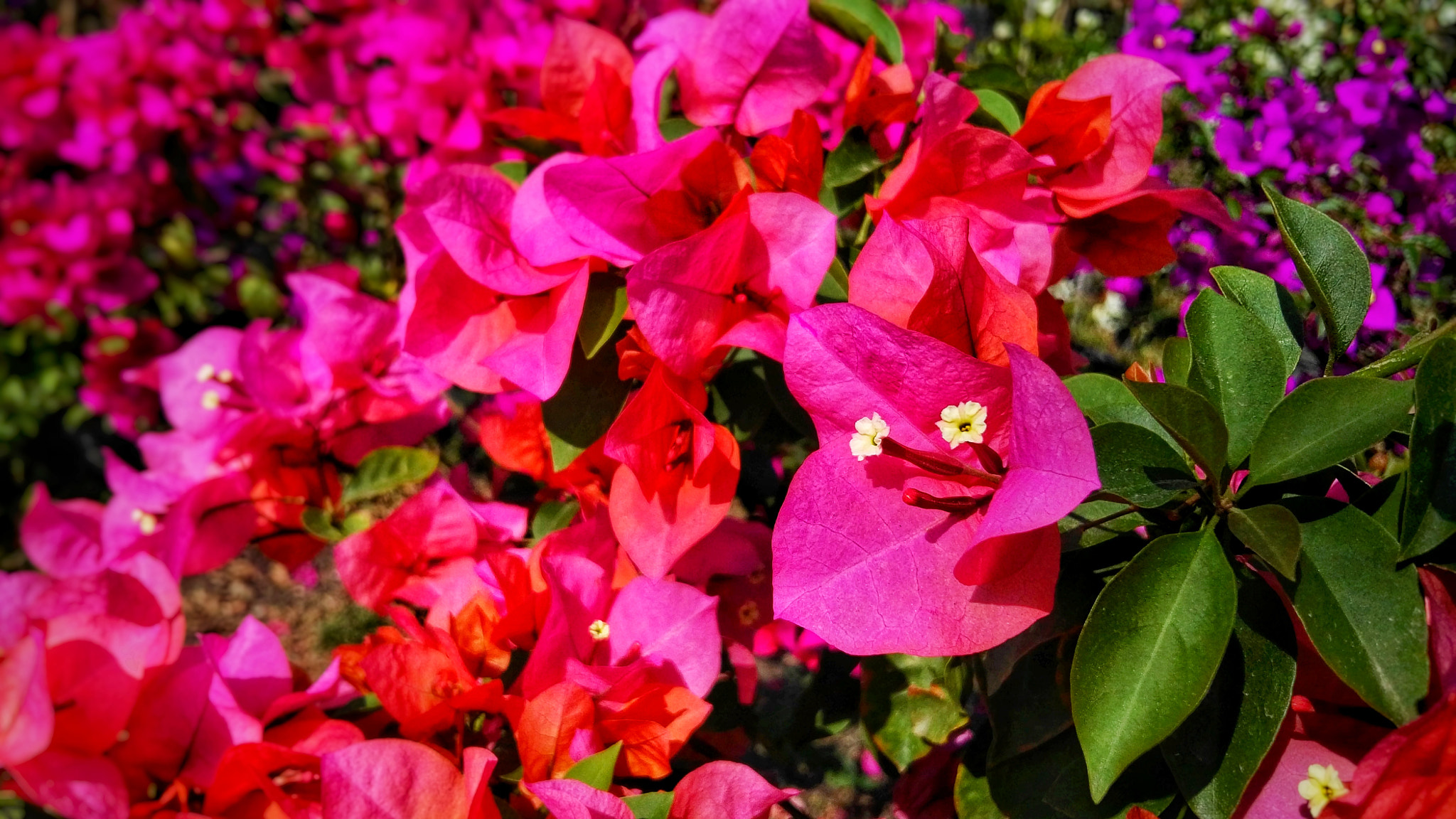 HUAWEI G8 sample photo. Bougainvillea photography