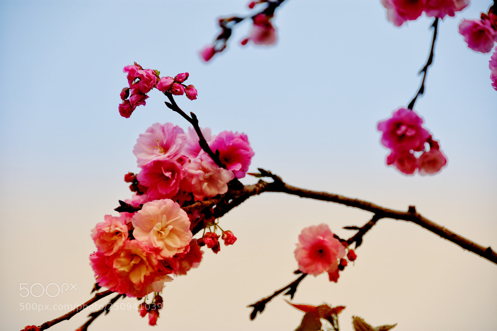 Nikon D7200 sample photo. Flowers in spring photography