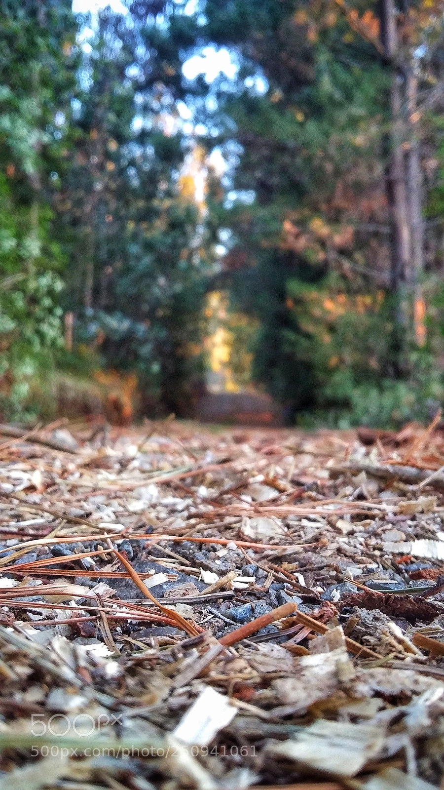 Samsung Galaxy Grand Prime sample photo. Bosque photography