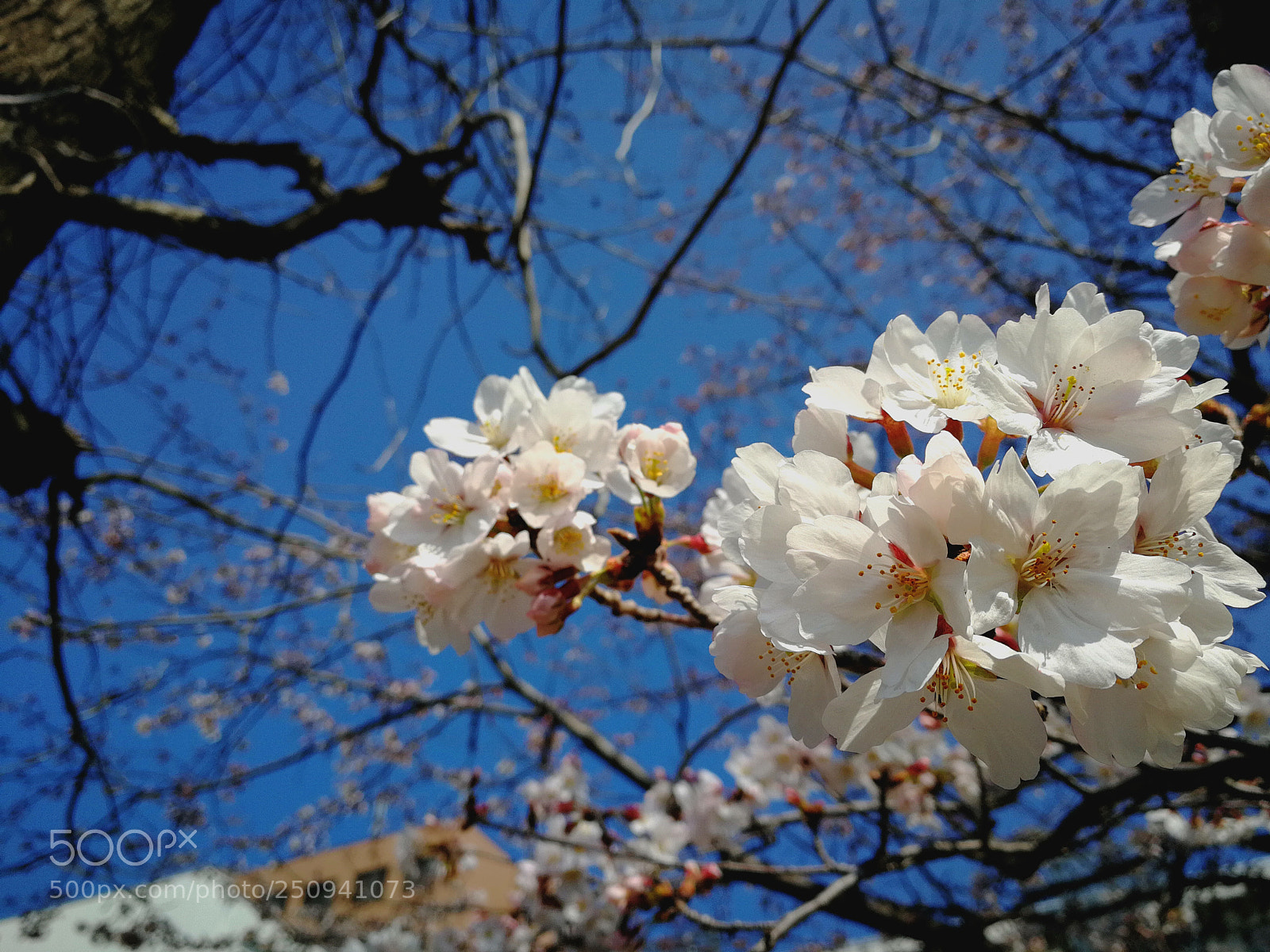 HUAWEI P10 sample photo. Untitled photography