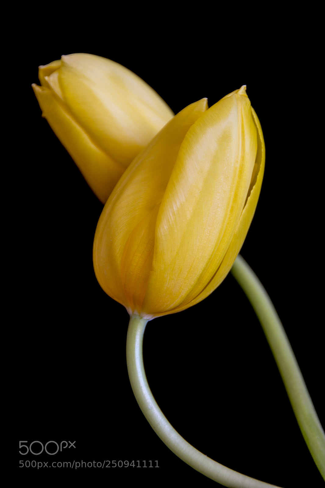 Nikon D7100 sample photo. Pair of tulips-v photography