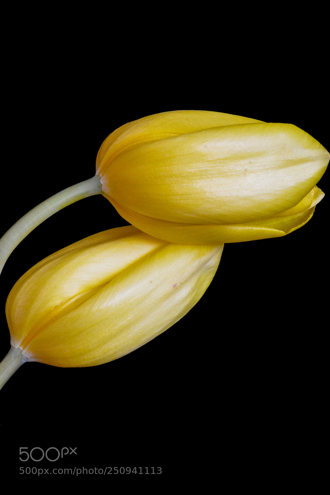 Nikon D7100 sample photo. Pair of tulips-h photography
