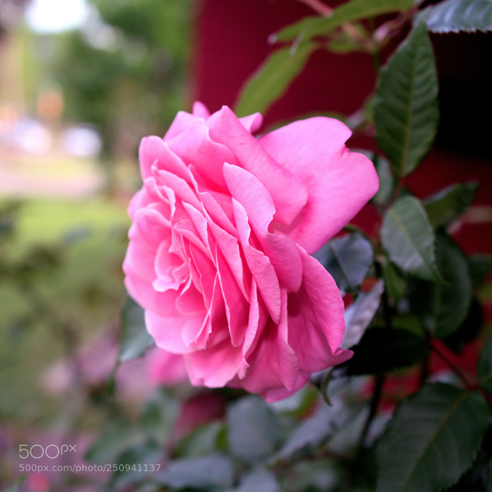 Sony a7R III sample photo. Spring has sprung photography