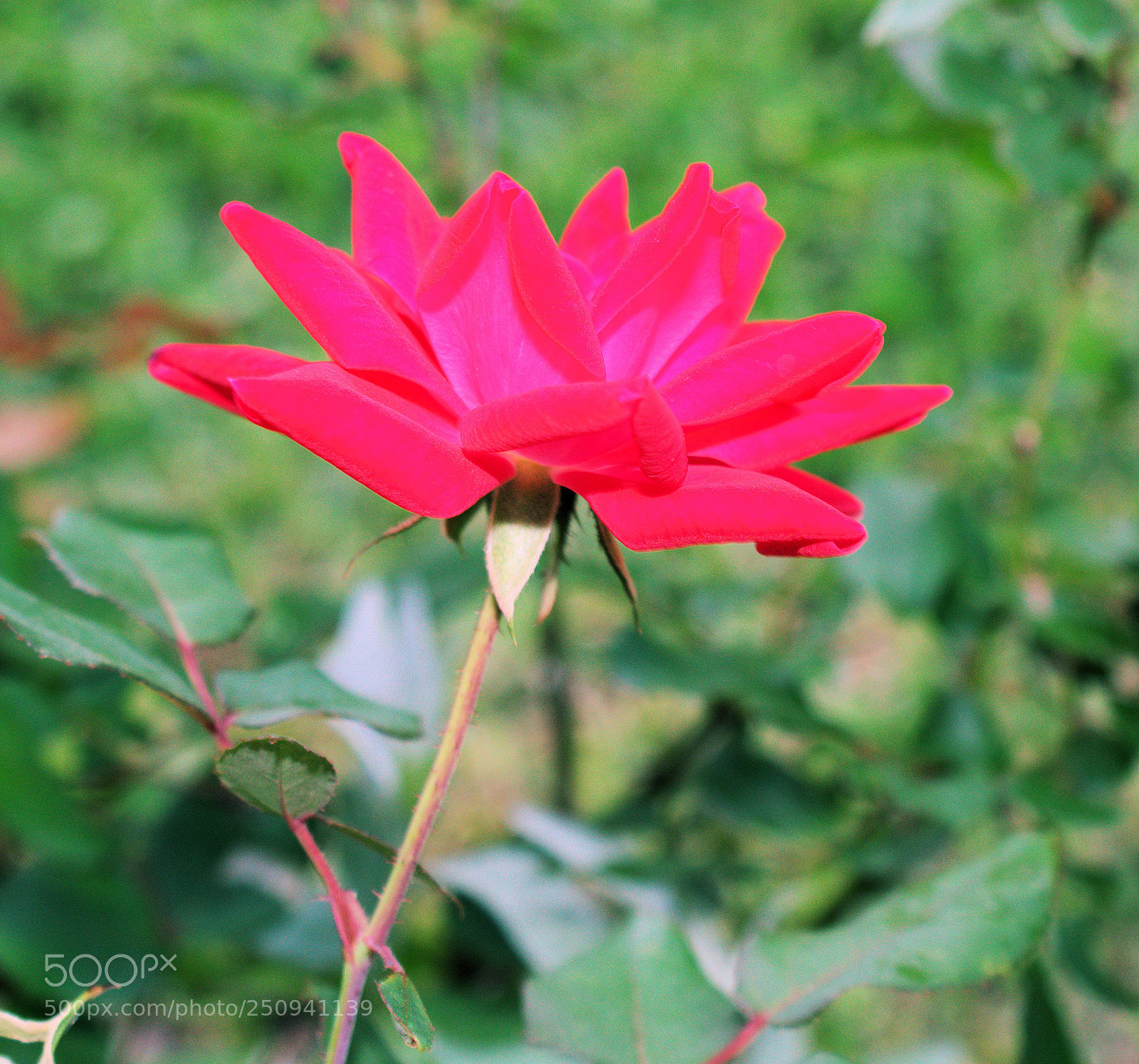 Sony a7R III sample photo. Spring has sprung photography