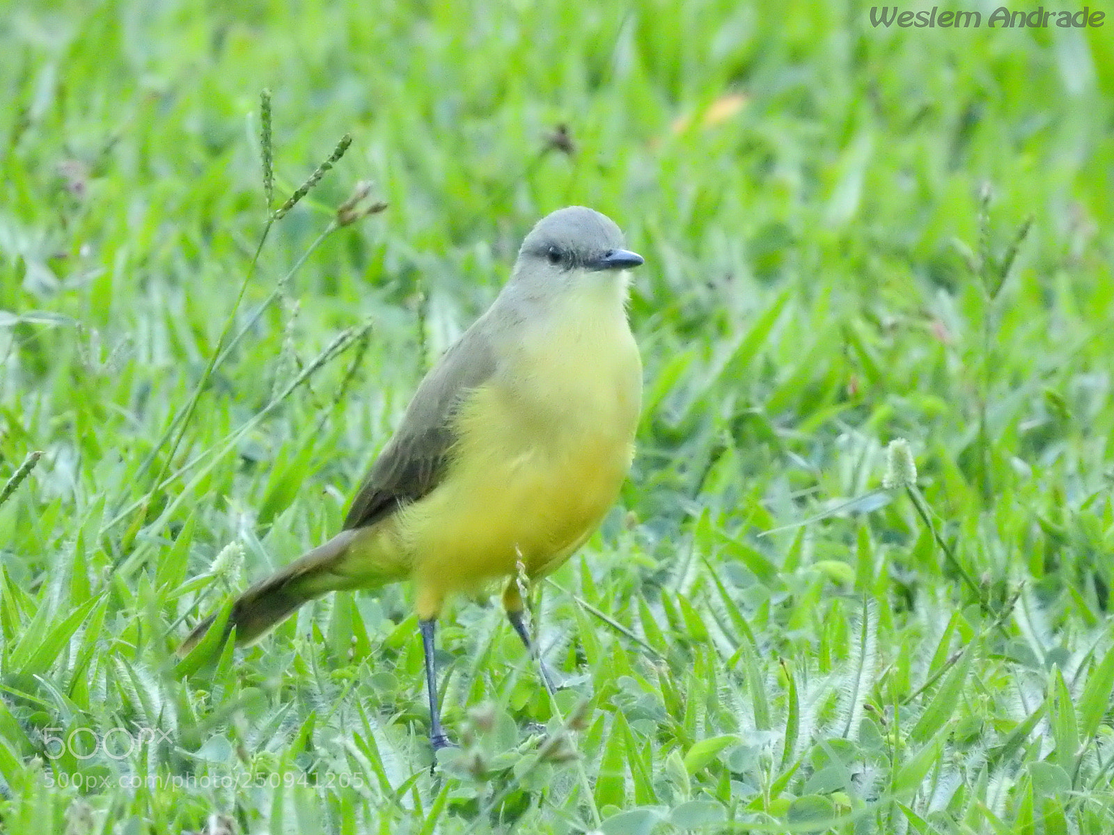 Nikon Coolpix P900 sample photo. Sabiá do peito amarelo photography