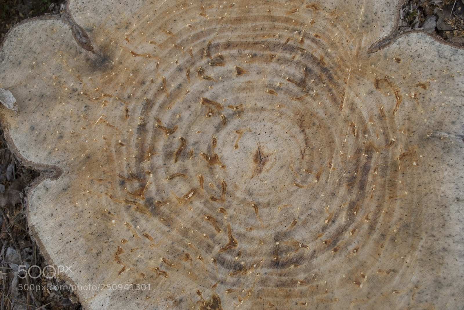 Nikon D60 sample photo. Stump photography