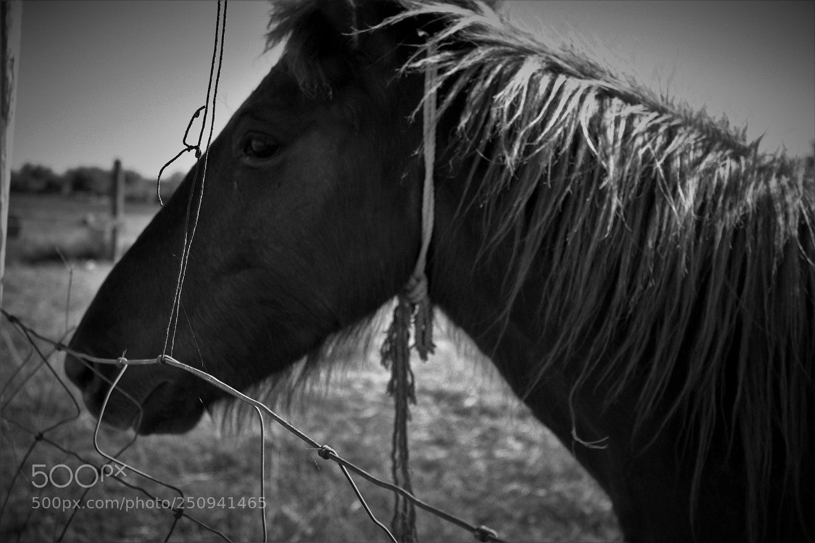Canon EOS 500D (EOS Rebel T1i / EOS Kiss X3) sample photo. Profile of a horse photography