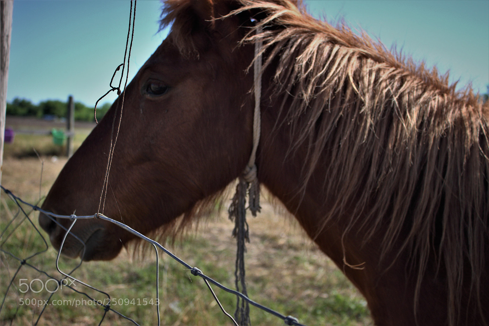 Canon EOS 500D (EOS Rebel T1i / EOS Kiss X3) sample photo. Profile of a horse photography