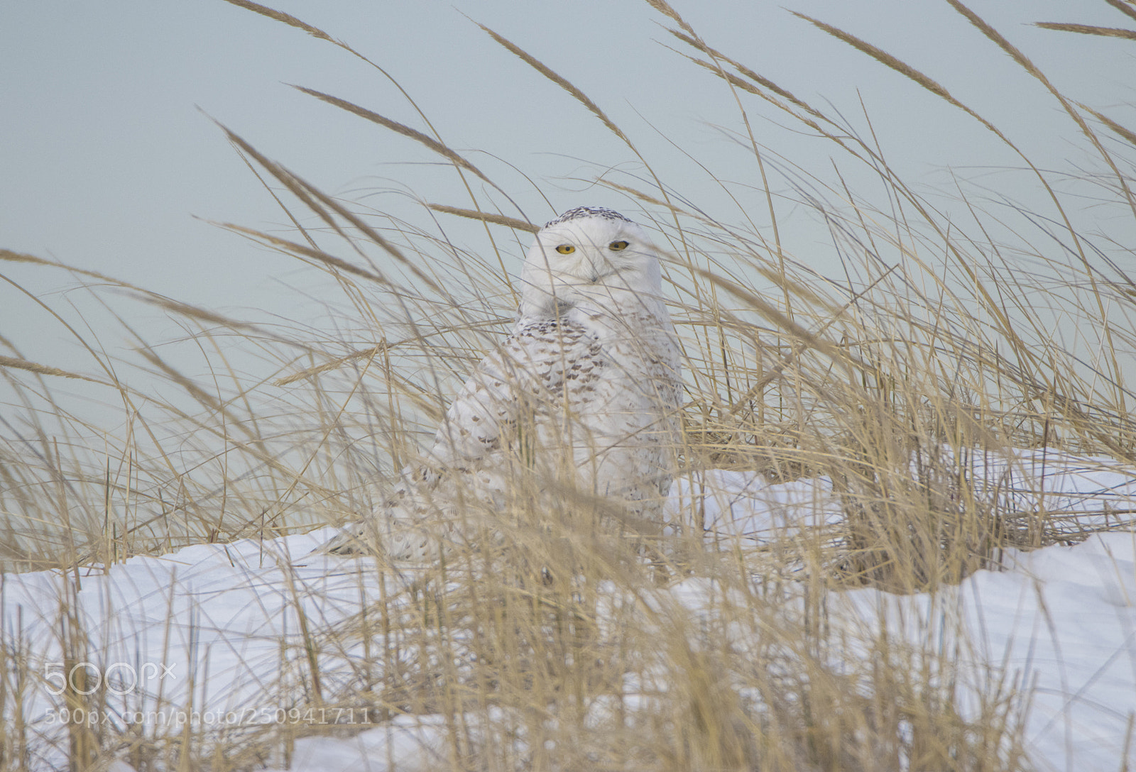 Canon EOS 80D sample photo. Snowy owl sitting on photography