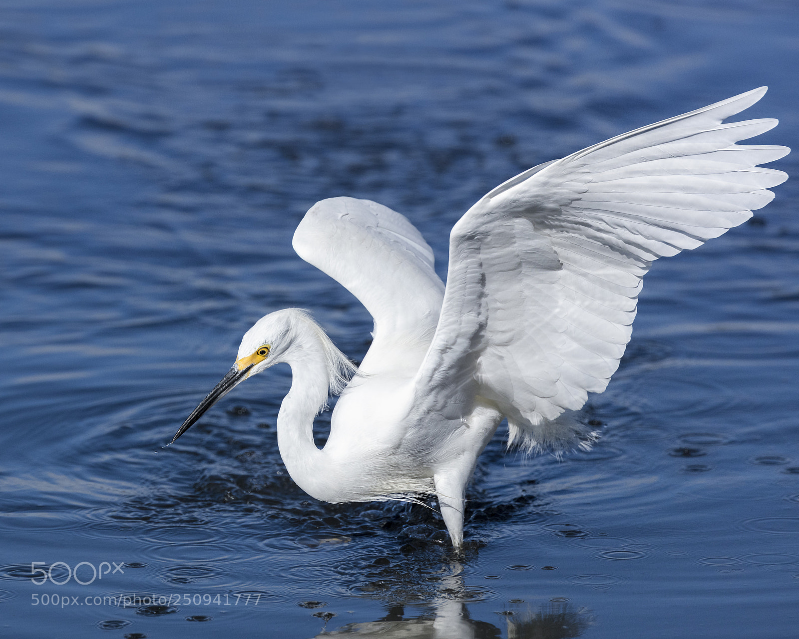 Canon EOS 5DS sample photo. Snowy egret feeding photography