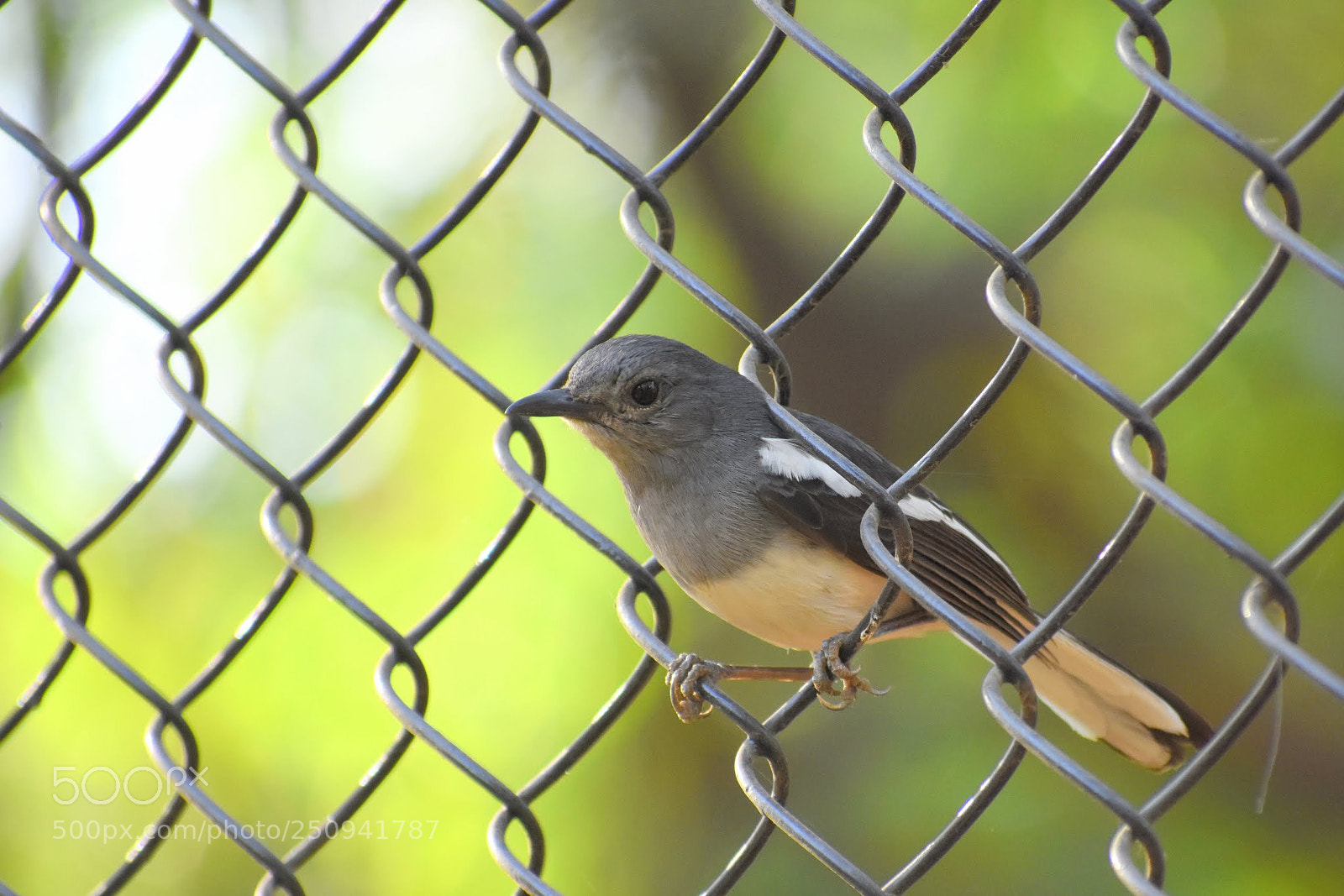 Nikon D7200 sample photo. Magpie robin photography